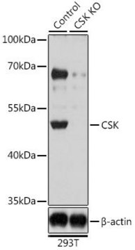 Anti-CSK antibody produced in rabbit