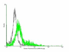 Anti-GIT2 antibody produced in mouse purified immunoglobulin, buffered aqueous solution