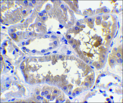 Anti-RAIDD antibody produced in rabbit IgG fraction of antiserum, buffered aqueous solution