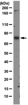 Anti-MDM2 Antibody, clone 3G9 clone 3G9, from mouse