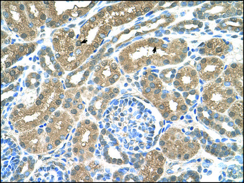 Anti-SLC16A8 antibody produced in rabbit IgG fraction of antiserum