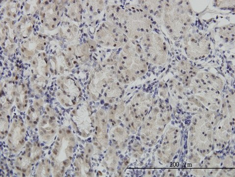 Monoclonal Anti-PAX7, (C-terminal) antibody produced in mouse clone 1E12, purified immunoglobulin, buffered aqueous solution