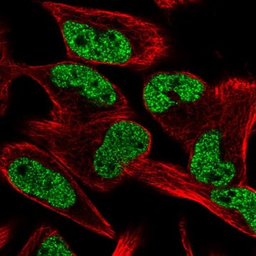 Anti-CCM2L antibody produced in rabbit Prestige Antibodies&#174; Powered by Atlas Antibodies, affinity isolated antibody