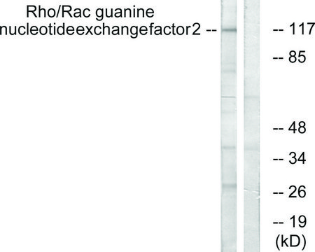 Anti-ARHGEF2 antibody produced in rabbit affinity isolated antibody