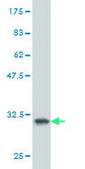 Monoclonal Anti-SH3GL2 antibody produced in mouse clone 5A6, purified immunoglobulin, buffered aqueous solution