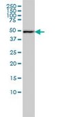 Monoclonal Anti-DNAJA2 antibody produced in mouse clone 2A11-F2, purified immunoglobulin, buffered aqueous solution