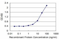 ANTI-SYN1 antibody produced in mouse clone 3F12, purified immunoglobulin, buffered aqueous solution