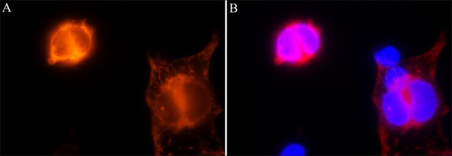 小鼠抗CRISPR/Cas9单克隆抗体 clone 7A9-3A3, purified from hybridoma cell culture