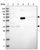 Anti-THEMIS2 antibody produced in rabbit Prestige Antibodies® Powered by Atlas Antibodies, affinity isolated antibody, buffered aqueous glycerol solution, ab2