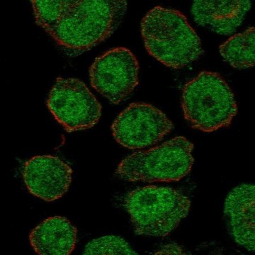 Anti-Znf333 Antibody Produced In Rabbit Prestige Antibodies&#174; Powered by Atlas Antibodies, affinity isolated antibody, buffered aqueous glycerol solution