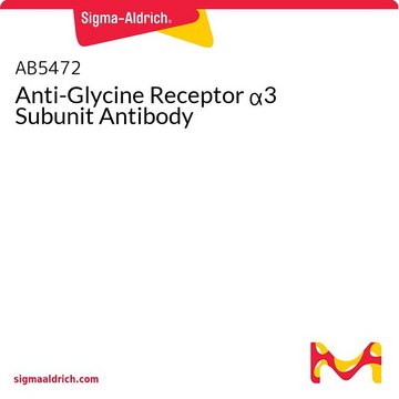 Anti-Glycine Receptor α3 Subunit Antibody