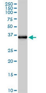 Anti-FCN2 Rabbit pAb liquid, Calbiochem&#174;