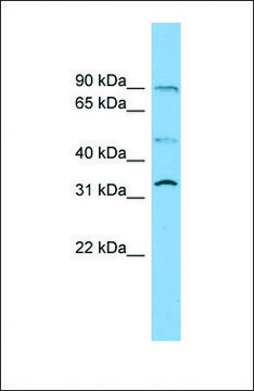 Anti-SLC27A3 antibody produced in rabbit affinity isolated antibody