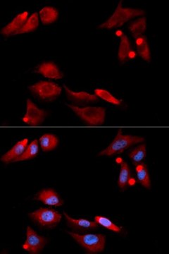 Anti-GFRA1 antibody produced in rabbit