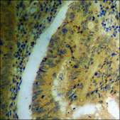 Anti-phospho-MYPT1 (pThr853) antibody produced in rabbit affinity isolated antibody