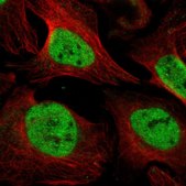 Anti-UNC93B1 antibody produced in rabbit Prestige Antibodies® Powered by Atlas Antibodies, affinity isolated antibody