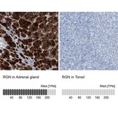 Anti-RGN antibody produced in rabbit Prestige Antibodies® Powered by Atlas Antibodies, affinity isolated antibody, buffered aqueous glycerol solution, ab1