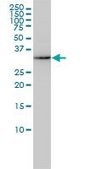 Monoclonal Anti-AKR7A2 antibody produced in mouse clone 2A6, purified immunoglobulin, buffered aqueous solution