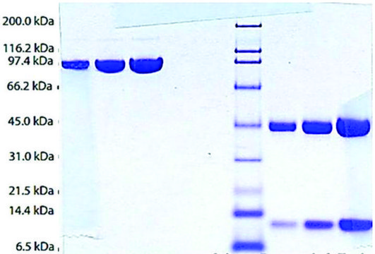 Haptoglobin (Phenotype 1-1) from human plasma &#8805;95% (SDS-PAGE)