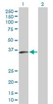 Anti-MCFP antibody produced in mouse purified immunoglobulin, buffered aqueous solution