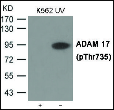 Anti-phospho-ADAM 17 (pThr735) antibody produced in rabbit affinity isolated antibody