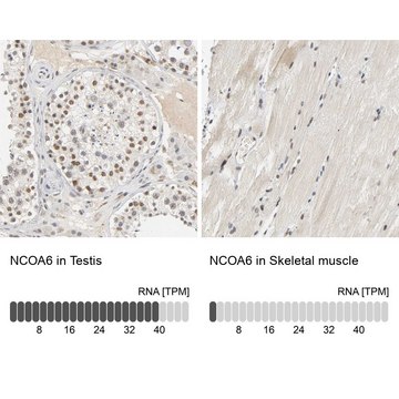 Anti-NCOA6 antibody produced in rabbit Prestige Antibodies&#174; Powered by Atlas Antibodies, affinity isolated antibody, buffered aqueous glycerol solution