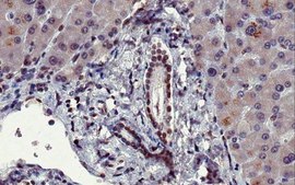 Sheep Anti-Mouse IgG Antibody, Species absorbed, Biotin conjugate from sheep, biotin conjugate