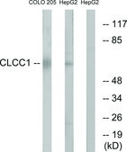 Anti-CLCC1 antibody produced in rabbit affinity isolated antibody