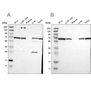 Anti-LTA4H antibody produced in rabbit Prestige Antibodies&#174; Powered by Atlas Antibodies, affinity isolated antibody, buffered aqueous glycerol solution, Ab1