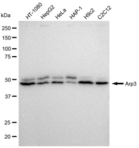 KD-Validated Anti Arp3 Antibody, clone 23GB615, Rabbit Monoclonal clone 23GB615, recombinant rabbit monoclonal, expressed in HEK293 cells