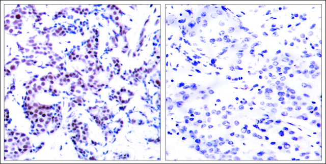 Anti-phospho-JUNB (pSer259) antibody produced in rabbit affinity isolated antibody