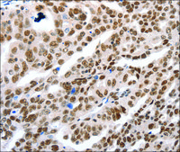 Anti-LIFR antibody produced in rabbit affinity isolated antibody
