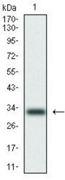 Monoclonal Anti-Cytokeratin 5 antibody produced in mouse clone 2C2, purified immunoglobulin, buffered aqueous solution