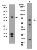 Anti-PRDM5 Antibody from rabbit, purified by affinity chromatography