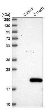 Anti-C11orf1 antibody produced in rabbit Prestige Antibodies&#174; Powered by Atlas Antibodies, affinity isolated antibody, buffered aqueous glycerol solution