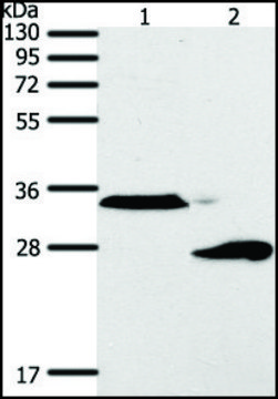 抗-SFTPA1 兔抗 affinity isolated antibody