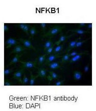 Anti-NFKB1 antibody produced in rabbit affinity isolated antibody