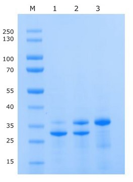 IceTEV Protease Histidine tagged recombinant protein, aqueous solution