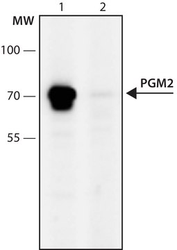 Anti-PGM2 (596-610) antibody produced in rabbit IgG fraction of antiserum