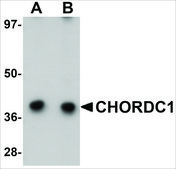 Anti-CHORDC1 antibody produced in rabbit affinity isolated antibody, buffered aqueous solution