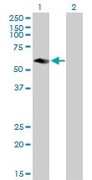 Anti-CFLAR antibody produced in mouse purified immunoglobulin, buffered aqueous solution