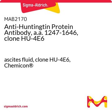 Anti-Huntingtin Protein Antibody, a.a. 1247-1646, clone HU-4E6 ascites fluid, clone HU-4E6, Chemicon&#174;