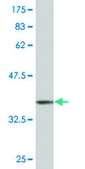 ANTI-STYK1 antibody produced in mouse clone 4A2, purified immunoglobulin, buffered aqueous solution