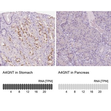 Anti-A4GNT antibody produced in rabbit Prestige Antibodies&#174; Powered by Atlas Antibodies, affinity isolated antibody, buffered aqueous glycerol solution