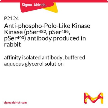 Anti-phospho-Polo-Like Kinase Kinase (pSer482, pSer486, pSer490) antibody produced in rabbit affinity isolated antibody, buffered aqueous glycerol solution