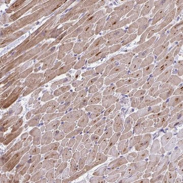 Anti-MAPK12 antibody produced in rabbit Prestige Antibodies&#174; Powered by Atlas Antibodies, affinity isolated antibody, buffered aqueous glycerol solution