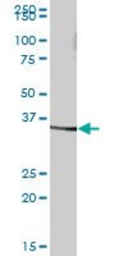 Anti-SDS antibody produced in mouse IgG fraction of antiserum, buffered aqueous solution