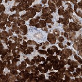 Anti-ASNS antibody produced in rabbit Prestige Antibodies® Powered by Atlas Antibodies, affinity isolated antibody, buffered aqueous glycerol solution