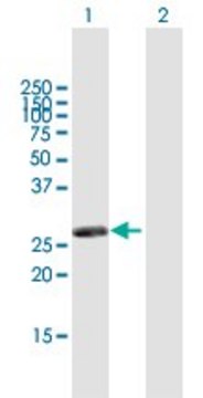 Anti-RASSF3 antibody produced in mouse purified immunoglobulin, buffered aqueous solution