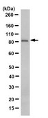 Anti-DAG Kinase Alpha Antibody, clone 10D6.1 clone 10D6.1, from mouse